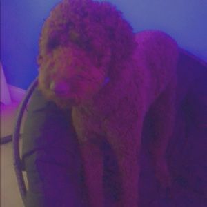 Meet your Posher, Teran